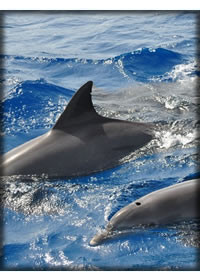 Tour en barco y avistamiento de cetáceos